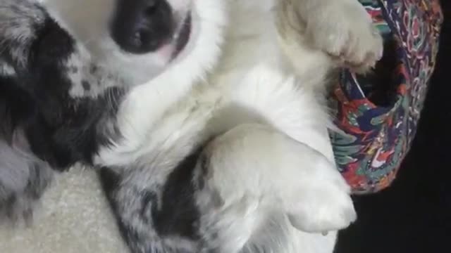 White and grey dog sleeps on back on white carpet