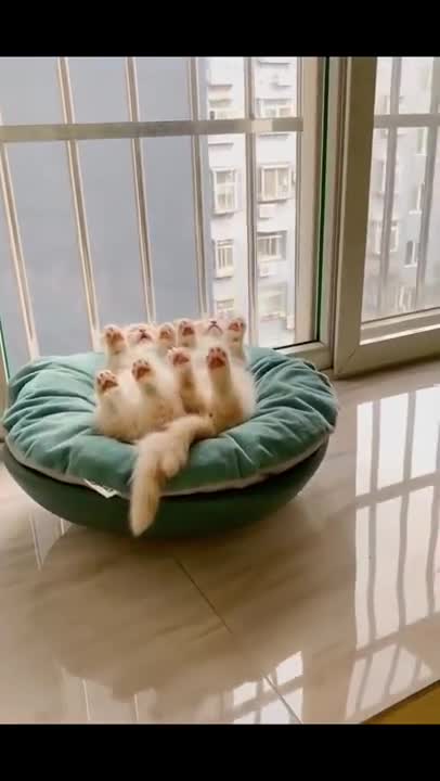 Cute cat sleeping with owner Compilation 2021