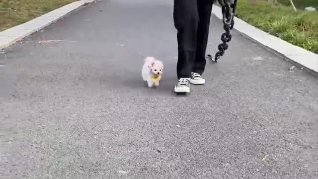 Cute and Funny Pomeranian Videos 204 #Shorts