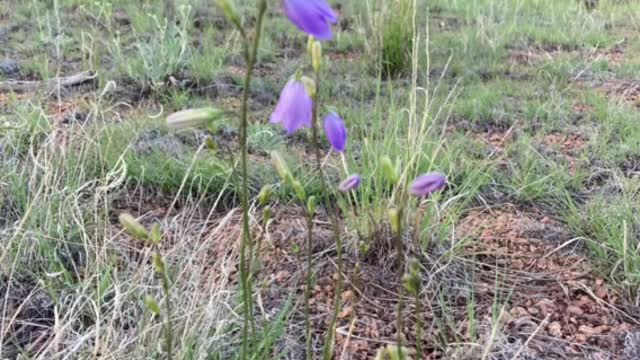 Wild Flowers of Colorado