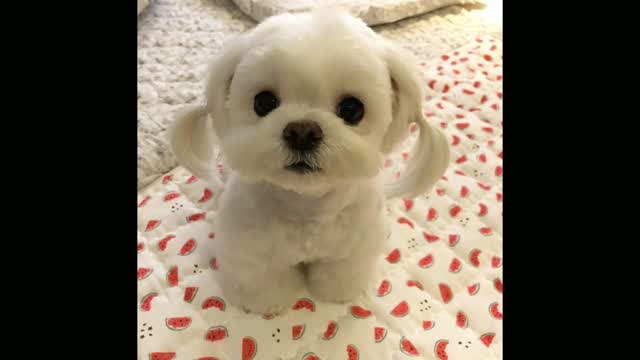 Sunsim - The cutest dog ever