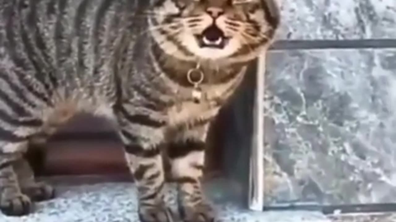 Funny Cats talking WHYYYYYY #2