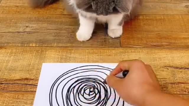 Dizzy Cat Mesmerized by Drawing - Funny Cat Videos - Funny Animals Videos - FunneeVideos