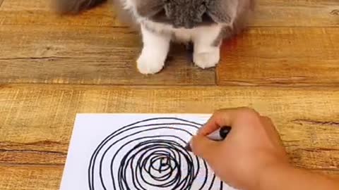 Dizzy Cat Mesmerized by Drawing - Funny Cat Videos - Funny Animals Videos - FunneeVideos