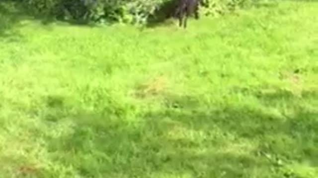 Neba going crazy over the garden sprinkler!!