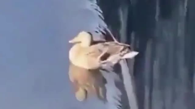 Bird sitting in the middle of the water spring
