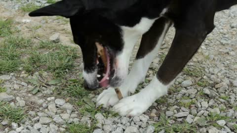 Dog chewing on a stick