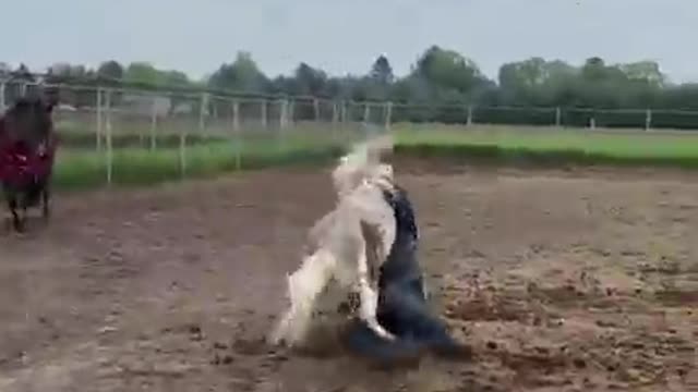 When animals follow, things get intense!