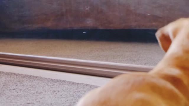 Cute and Funny Dog Videos Compilation #25 | Aww Animals
