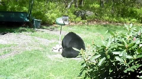 Black Bear Saying Grace Before His Meal