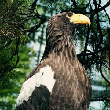 Is this Eagle ll Epic Fail ll