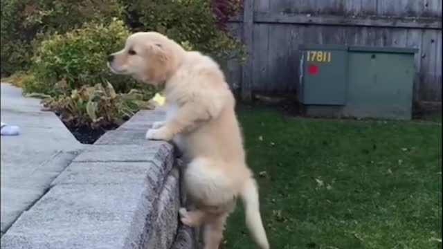 Funniest & Cutest Labrador Puppies #2 - Funny Puppy Videos 2021