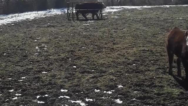 Cow Runs Away With Ring