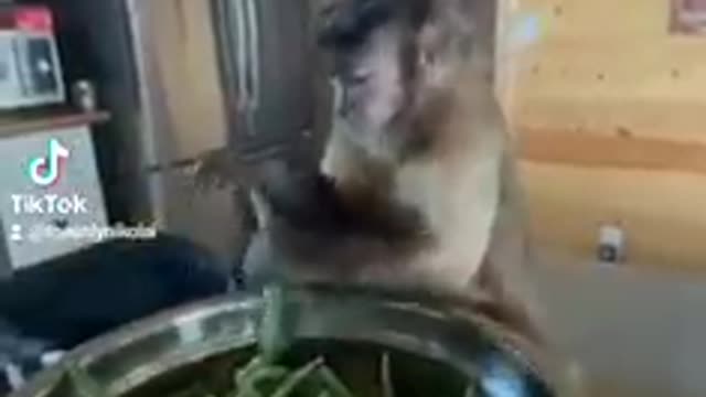 A Funny video about a monkey.