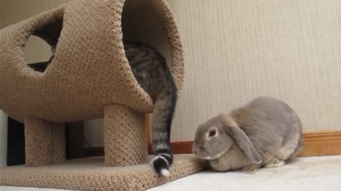 Bunny attacks cat