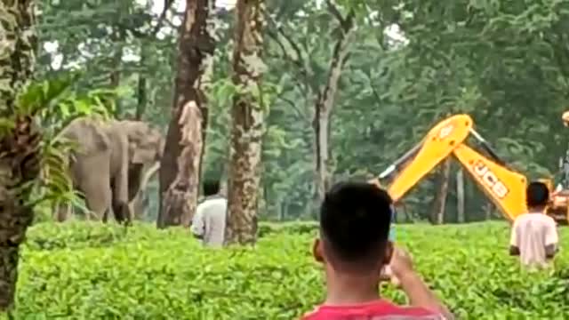 Mother elephant fights with JCB 'to save' baby