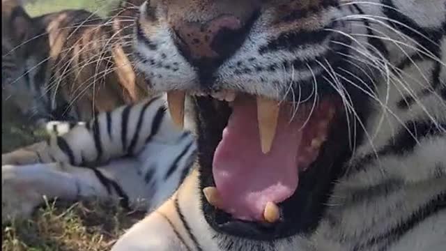 Happy Tiger