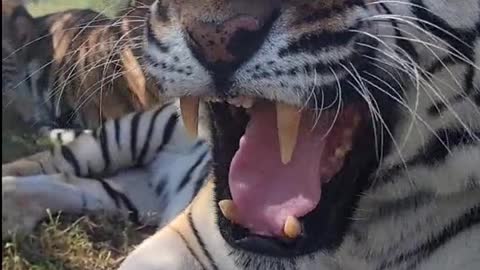 Happy Tiger