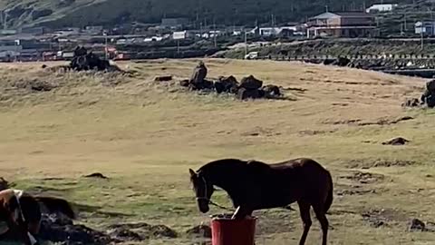 The horse that is taking a shower in Jeju Island.