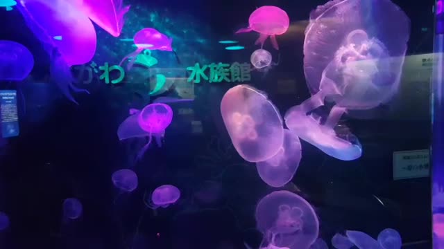 Jellyfish Aquarium ~ Relaxing Music for Sleep, Study, Meditation & Yoga • Screensaver •