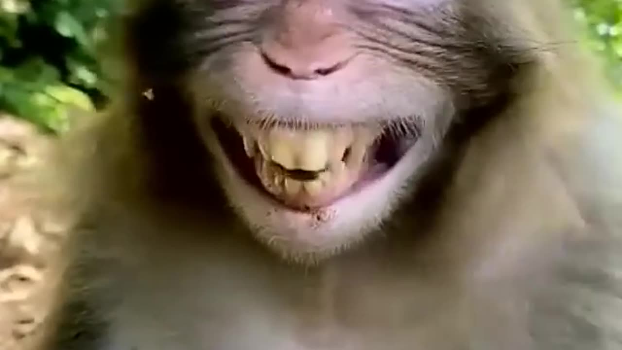 Monkey Laughing Funny video - Animal 😂