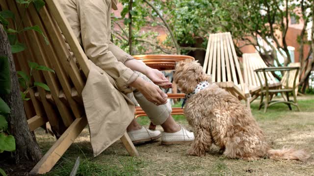 Train your dog for a salutation