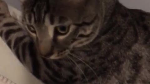 Cat rest on ledge of mirror