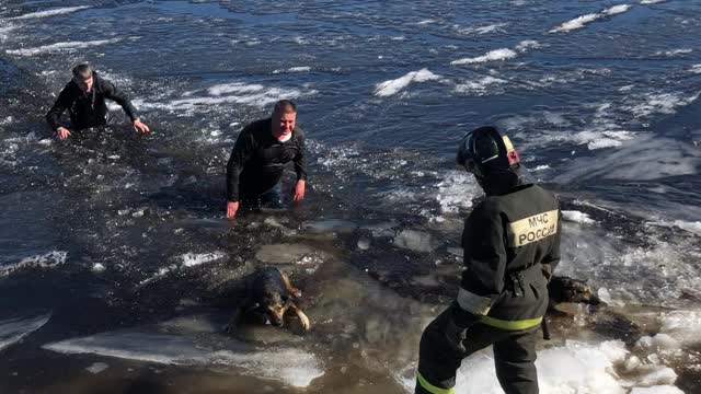 Dogs Rescued From Icy Water