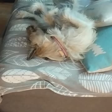 Lazy day with Luna and Enola 🐕😻