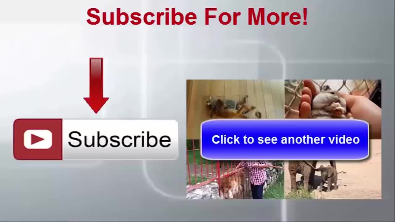 funny moments cute puppy