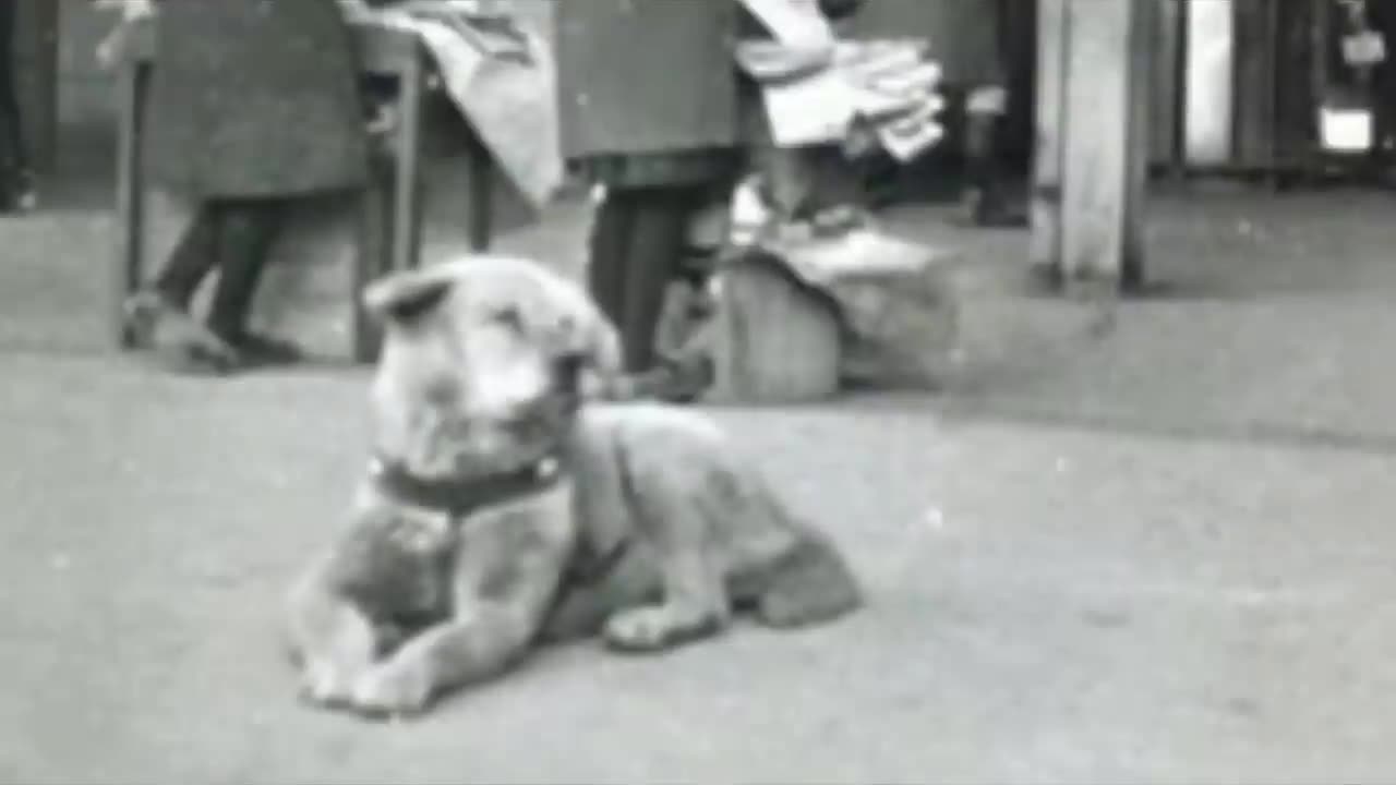 Loyal Dog Lives at The Train Station for Decades After Losing Her Best Friend There