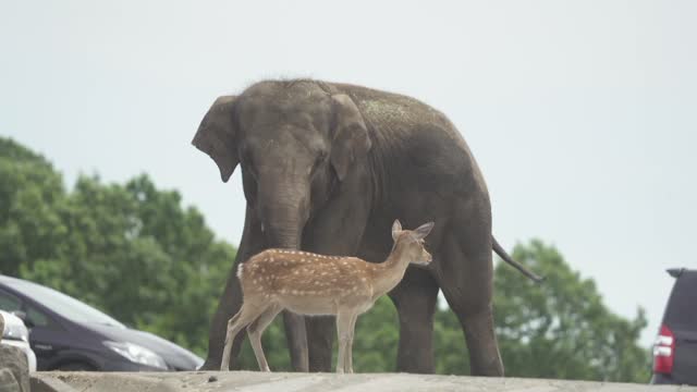 Elephant and deer