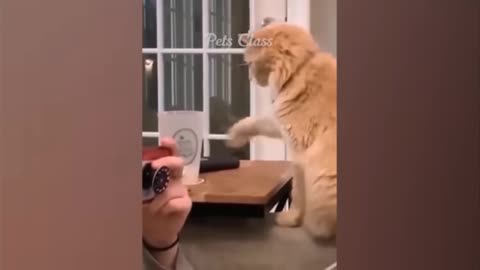 Cats Are Very Funny, You Will Not Be Able To Stop Laughing After Watching This Video.