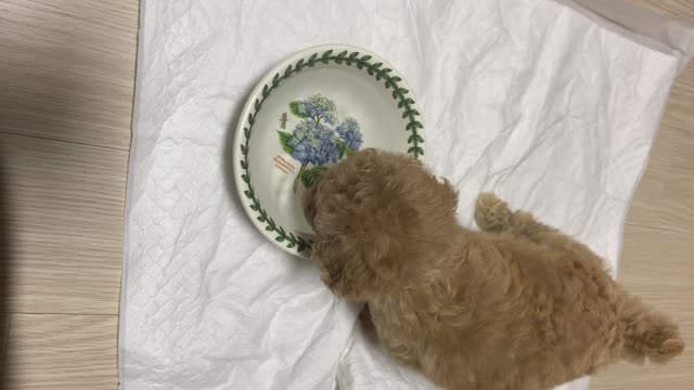 Video of a puppy drinking water for the first time after coming to my house