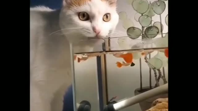 Funny most popular Cats Video to the year2022