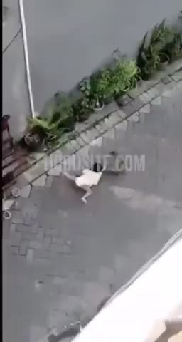 Bike riding monkey tries to kidnap a baby