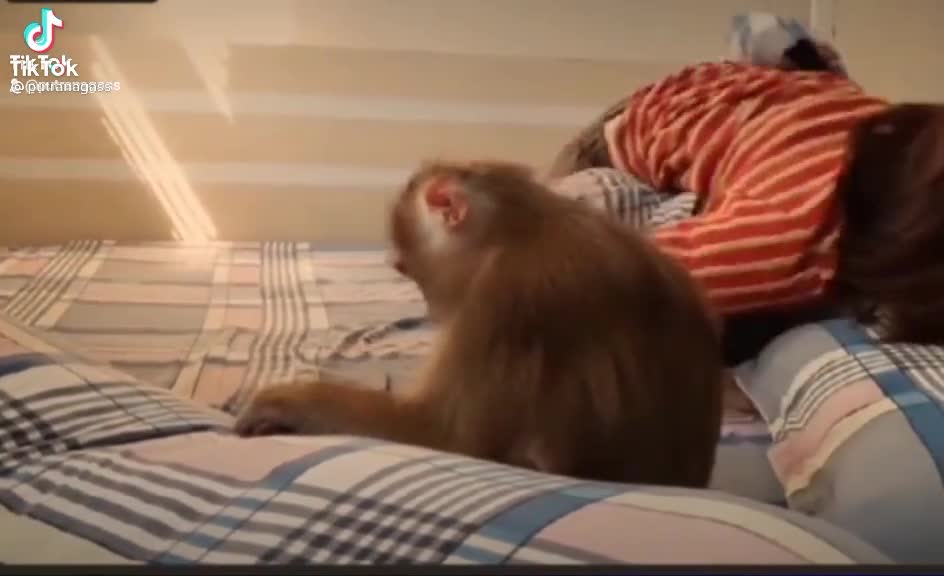 Monkey jealous