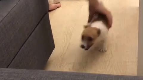 energetic puppy runs fast