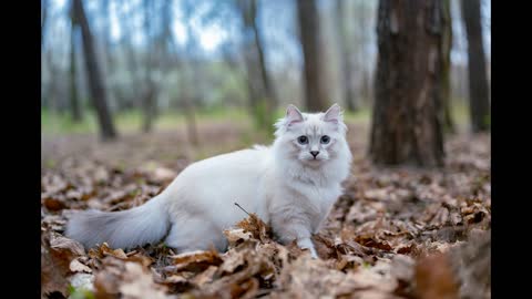 Elmondjuk az igazat és várjuk a halált