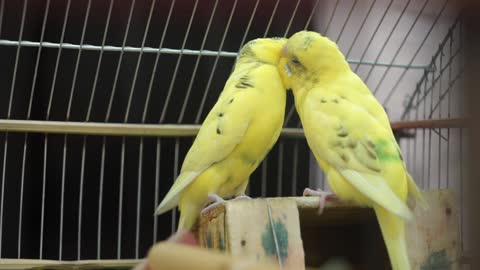 Cute birds love each others