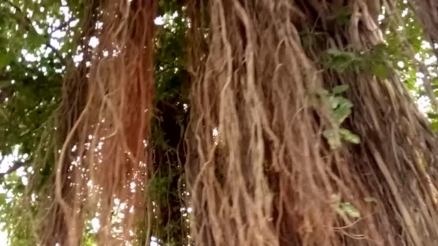 HUGE BANYAN TREE