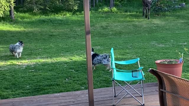 Moose Wanders Into Backyard Looking for Water