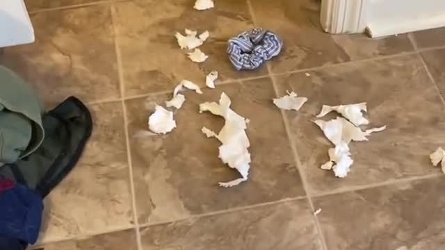 Guilty Husky Tries To Blame Other Dog!