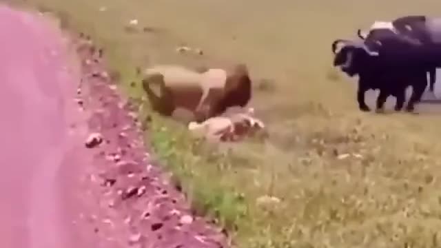An attack by a pack of bulls on two defenseless lion cubs
