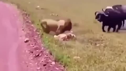 An attack by a pack of bulls on two defenseless lion cubs