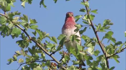 Beautiful Bird