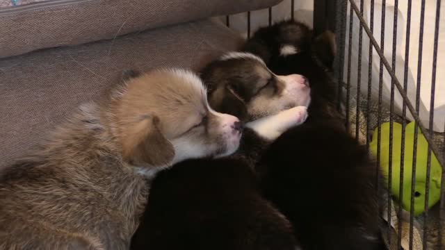 Puppy Corgi Sleeping Toy Paws Sleepy Welsh Corgi