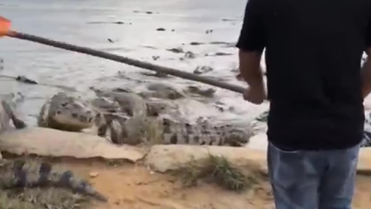 hunting crocodile #shorts # 2021