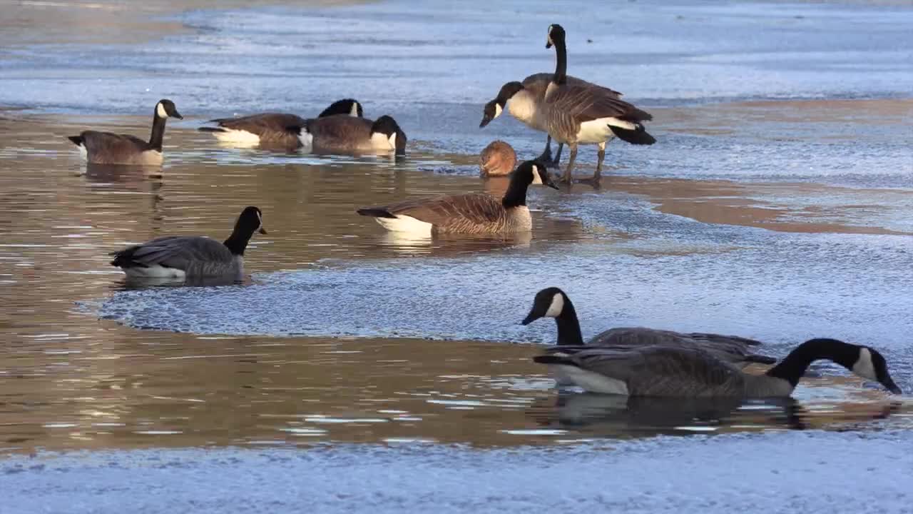 Geese short clip