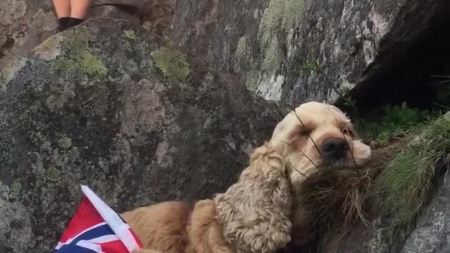 Exhausted dog sleeps after mountain hike